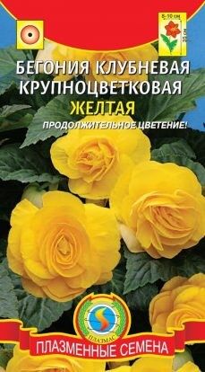 Цветы Бегония Крупноцветковая Жёлтая ЦВ/П (ПЛАЗМА) однолетнее 30-35см