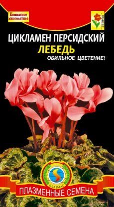 Цветы Цикламен Лебедь персидский 3шт /ЦВ/П (ПЛАЗМА)