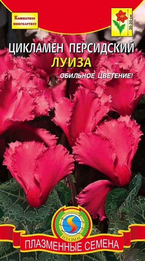 Цветы Цикламен Луиза персидский ЦВ/П (ПЛАЗМА)