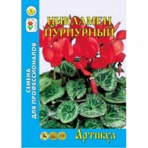 Цветы Цикламен Пурпурный персидский ЦВ/П (АРТИКУЛ) 7шт комнатное