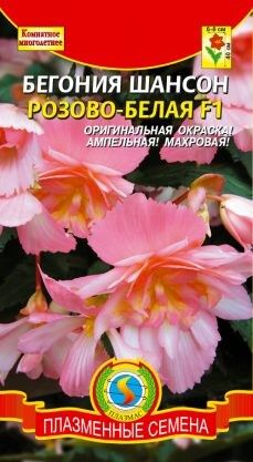 Цветы Бегония Шансон Розово-Белая F1 ЦВ/П (ПЛАЗМА) комнатное 45см