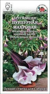 Цветы Бругмансия Пурпурная махров ЦВ/П (Сотка) комнатное до 2м