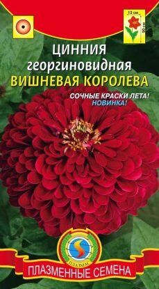 Цветы Циния Вишнёвая королева ЦВ/П (ПЛАЗМА) Георгиновидная