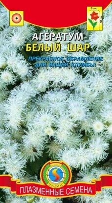 Цветы Агератум Белый шар ЦВ/П (ПЛАЗМА) однолетнее до 30см