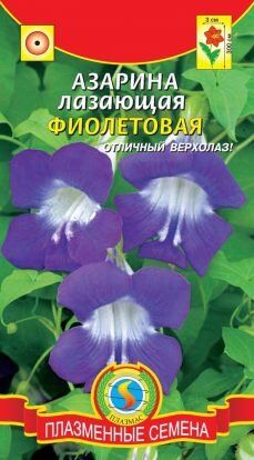 Цветы Азарина Фиолетовая лазающая ЦВ/П (ПЛАЗМА) однолетнее 2-3м