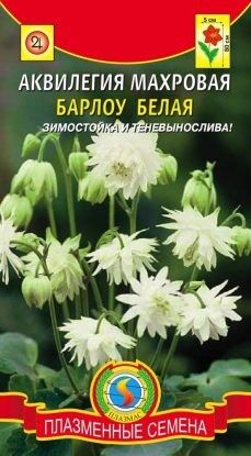 Цветы Аквилегия Белая Барлоу махровая ЦВ/П (ПЛАЗМА) многолетнее 60-80см