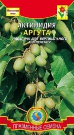 Цветы Актинидия Аргута ЦВ/П (ПЛАЗМА) многолетник до 30м