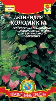 Цветы Актинидия КОЛОМИКТА ЦВ/П (ПЛАЗМА) многолетнее до 7м