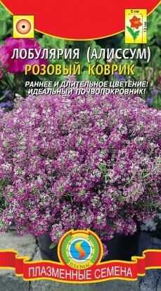 Цветы Алиссум (Лобулярия) Розовый коврик ЦВ/П (ПЛАЗМА) однолетнее 12см