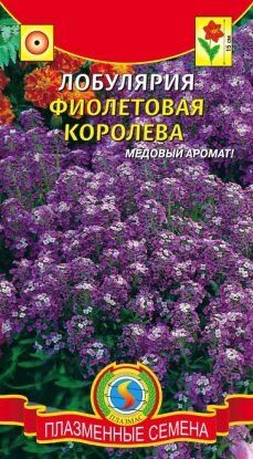 Цветы Алиссум (Лобулярия) Фиолетовая королева ЦВ/П (Плазма) однолетнее 15см