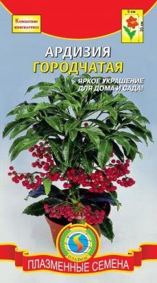 Цветы Ардизия Городчатая ЦВ/П (ПЛАЗМА) комнатное 35см