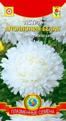 Цветы Астра Апполония Белая ЦВ/П (ПЛАЗМА) хризантемовидная до 65см