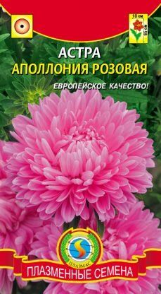 Цветы Астра Апполония Розовая ЦВ/П (ПЛАЗМА) хризантемовидная до 65см