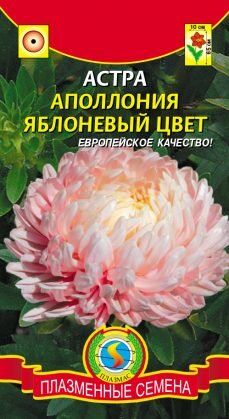 Цветы Астра Апполония Яблоневый цвет ЦВ/П (ПЛАЗМА) хризантемовидная до 65см