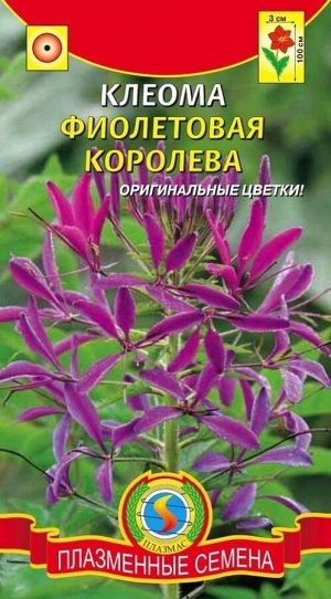 Цветы Клеома Фиолетовая Королева ЦВ/П (ПЛАЗМА) однолетнее до 1м