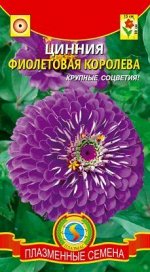 Цветы Цинния Фиолетовая Королева ЦВ/П (ПЛАЗМА) однолетник 70-90см