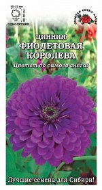 Цветы Цинния Фиолетовая королева ЦВ/П (Сотка) 0,3гр однолетник 70-90см