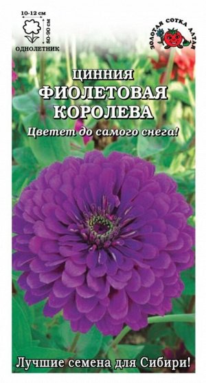 Цветы Циния Фиолетовая королева ЦВ/П (Сотка)