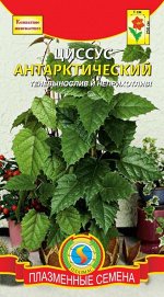 Цветы Циссус Антарктический ЦВ/П (ПЛАЗМА) 3шт комнатное до 2,5м