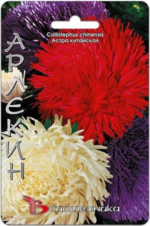 Цветы Астра Дракон Арлекин Композиция ЦВ/П (БИО) смесь хризантемовидная до 80см
