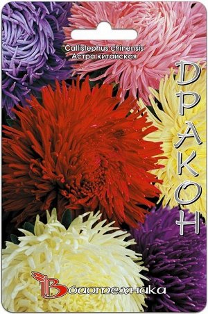 Цветы Астра Дракон Композиция ЦВ/П (БИО) смесь хризантемовидная до 80см