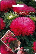 Цветы Астра Камелот Кармин ЦВ/П (БИО) однолетник 25-30см