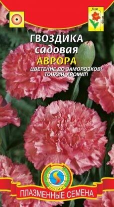 Цветы Гвоздика садовая Аврора ЦВ/П (ПЛАЗМА) однолетнее 60см