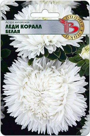 Цветы Астра Леди Коралл Вайт ЦВ/П (БИО) махровая 60-70см