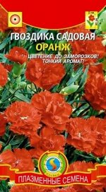 Цветы Гвоздика садовая Оранж ЦВ/П (ПЛАЗМА) однолетник 60см