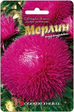 Цветы Астра Мерлин Пурпурный ЦВ/П (БИО) игольчатая однолетник 70-80см