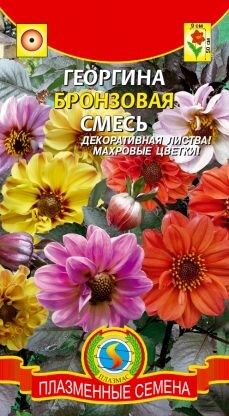 Цветы Георгина Бронзовая смесь ЦВ/П (ПЛАЗМА) однолетнее 50см