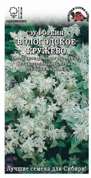 Цветы Эуфорбия Вологотское кружево ЦВ/П (Сотка)