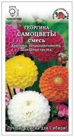 Цветы Георгина Самоцветы Шаровидная ЦВ/П (Сотка) смесь однолетник до 1,1м