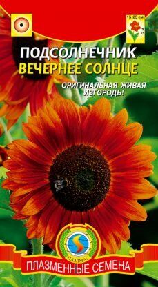 Цветы Подсолнечник Вечернее солнце ЦВ/П (ПЛАЗМА)