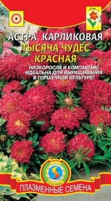 Цветы Астра Тысяча чудес Красная карликовая ЦВ/П (ПЛАЗМА) махровая 20см