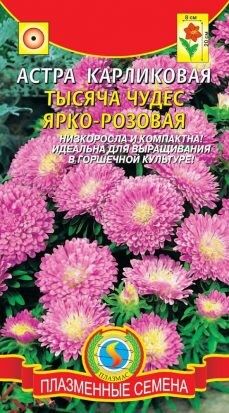 Цветы Астра Тысяча чудес Ярко-Розовая карликовая ЦВ/П (ПЛАЗМА) махровая 20см