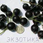 Черная Смородина Экзотика (2-х летний саженец )