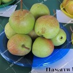 Груша Памяти Болоняева (2-х летний саженец )