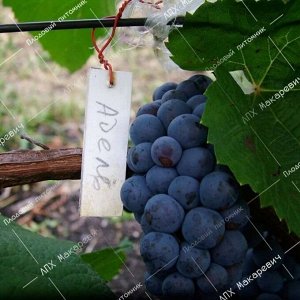 К/с виноград Адель (1 летний саженец )