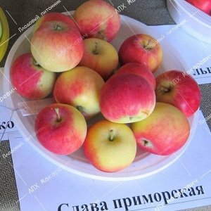 Яблоня Слава Приморья (1 летний саженец )