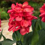 Канна Карликовые Хэппи Изабель          Идеальна для патио!