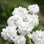 Тысячелистник птармика Вайт Перл