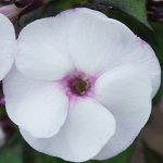 Флокс метельчатый Айс Крим