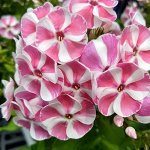 Флокс метельчатый Бамбини Кэнди Краш