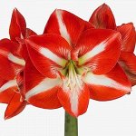 АМАРИЛЛИС простые Старгейзер