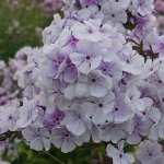 Флокс метельчатый Лавендел Вольке