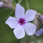 Флокс растопыренный Чаттахучи