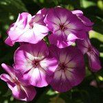 Флокс метельчатый Пёпл Айз