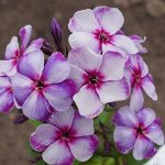 Флокс метельчатый Сверли Берли