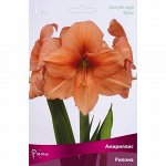 АМАРИЛЛИС простые Рилона